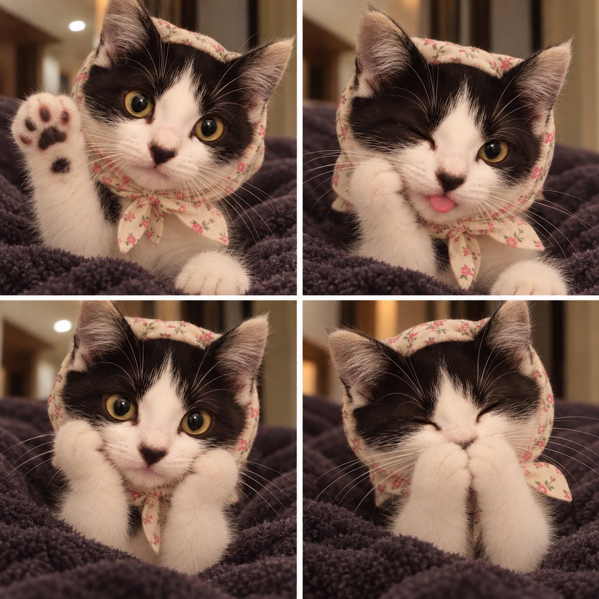 MisatoO2O2's tweet photo. 招き猫の日🐈❤️
ハチワレと三毛 https://t.co/pm8ByXG4wT