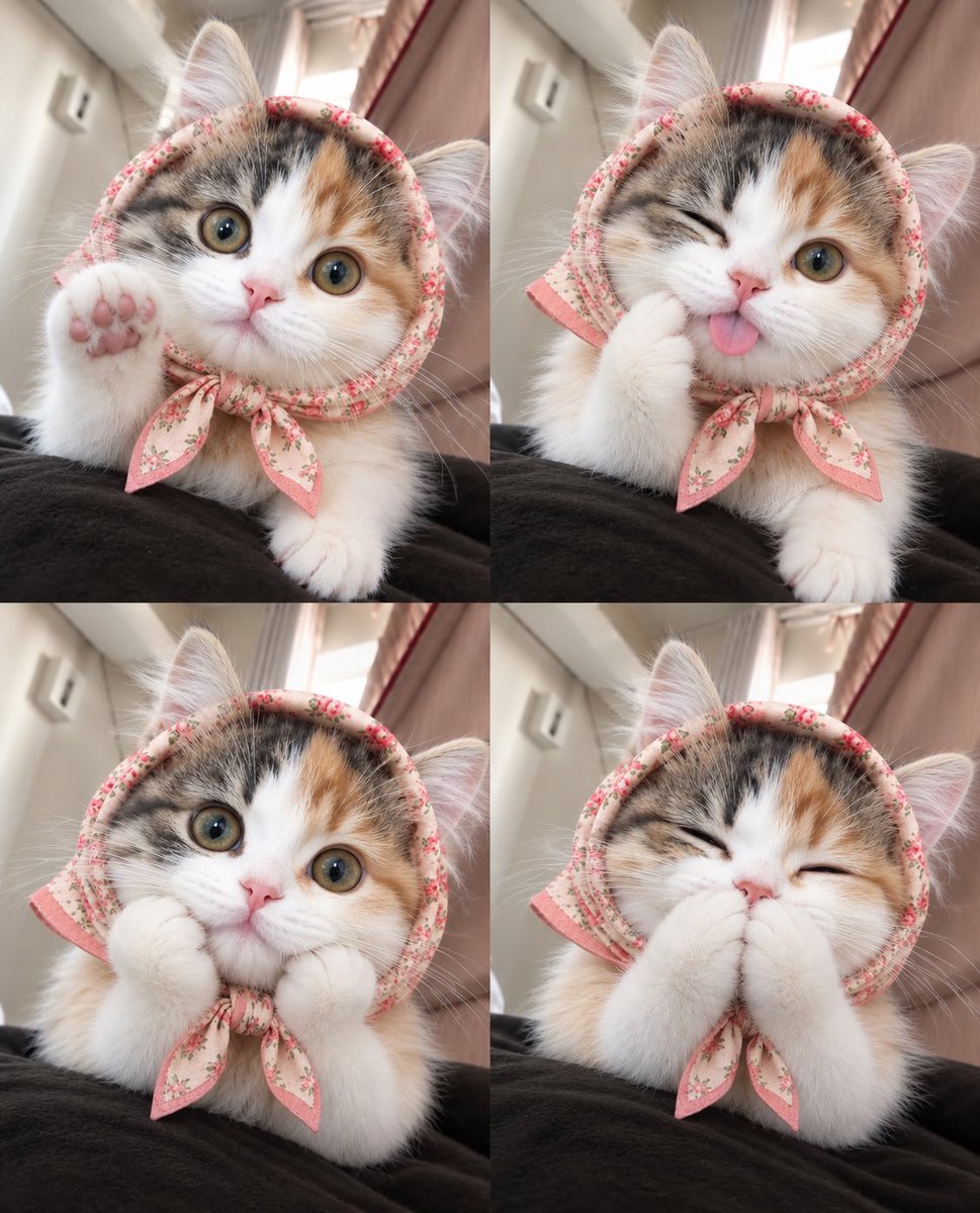 MisatoO2O2's tweet photo. 招き猫の日🐈❤️
ハチワレと三毛 https://t.co/pm8ByXG4wT