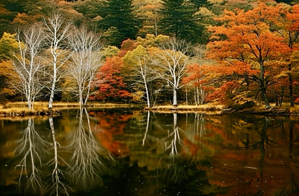 ThePoetryMan_'s tweet photo. Hello Goodbye

last wisps of summer
autumn colors arriving
winter chill ahead

#Haiku #Senryu 

#Micropoetry #summer #Autumn #fall  #winter https://t.co/034dMAmFt1