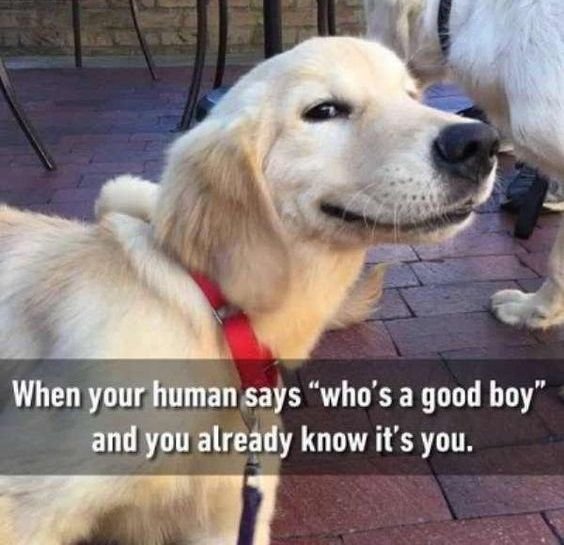puppiesDoglover's tweet photo. https://t.co/RAle4ERddU