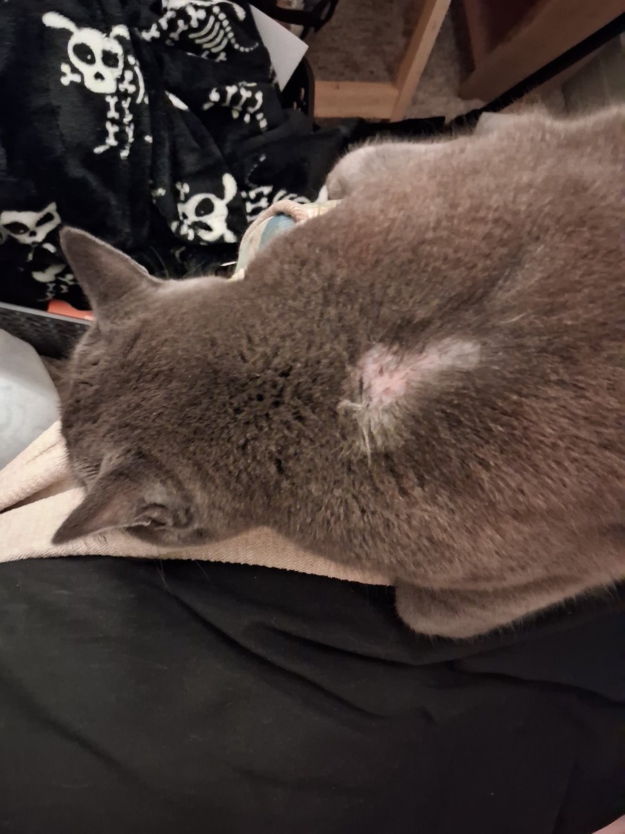 8bitgoldwolf's tweet photo. So update on my cat she is ok she is just hiding alot but has to be monitored to make sure her fur is growing back without any issues (she's been very skidish and scared of only one area in my house so its assumed she ran into something hard in that room) https://t.co/zNSqMNUkSS