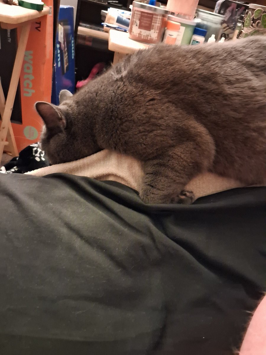 8bitgoldwolf's tweet photo. So update on my cat she is ok she is just hiding alot but has to be monitored to make sure her fur is growing back without any issues (she's been very skidish and scared of only one area in my house so its assumed she ran into something hard in that room) https://t.co/zNSqMNUkSS