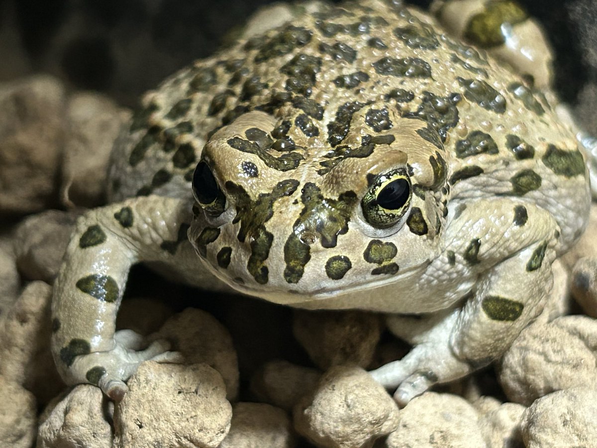 KawayoHiki's tweet photo. 良く寝て良く食べて1人遊びも得意です🐸
#ヨーロッパミドリヒキガエル
#toad https://t.co/0HEpp96wGd