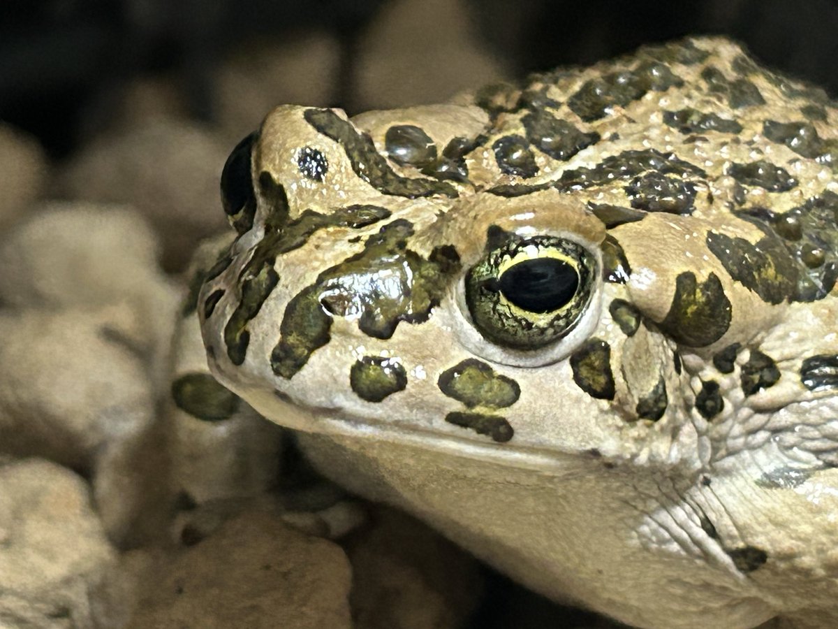 KawayoHiki's tweet photo. 良く寝て良く食べて1人遊びも得意です🐸
#ヨーロッパミドリヒキガエル
#toad https://t.co/0HEpp96wGd