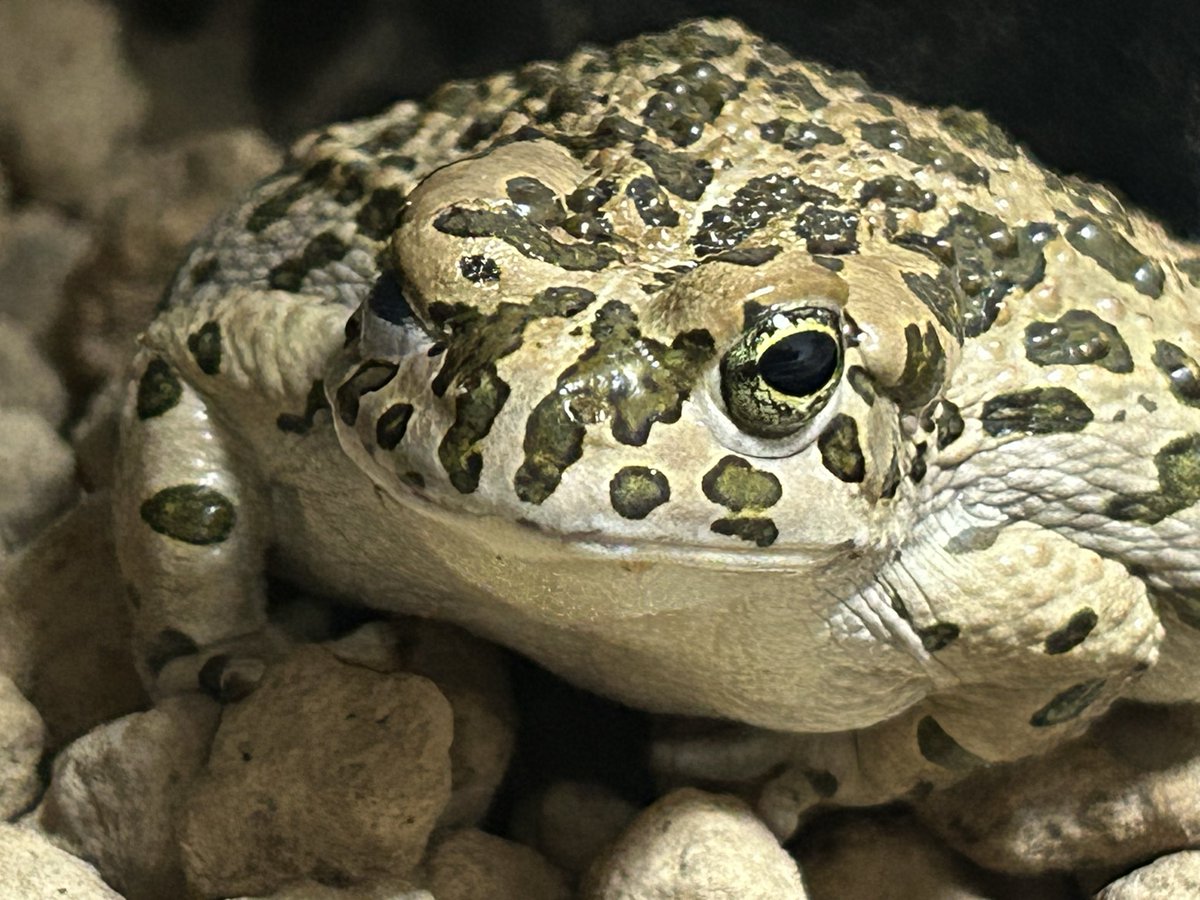 KawayoHiki's tweet photo. 良く寝て良く食べて1人遊びも得意です🐸
#ヨーロッパミドリヒキガエル
#toad https://t.co/0HEpp96wGd