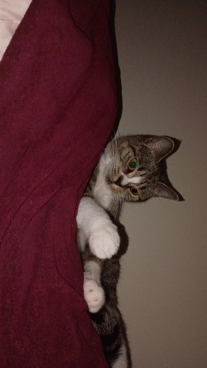 isthatmatt's tweet photo. @MyFeralNeighbor this is butter bagel, but we call her hoobee https://t.co/FOhXUXpjTx