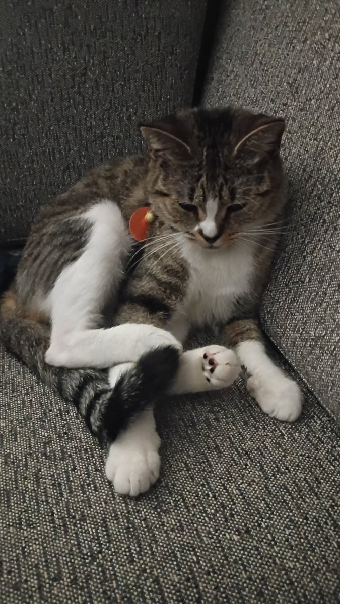 isthatmatt's tweet photo. @MyFeralNeighbor this is butter bagel, but we call her hoobee https://t.co/FOhXUXpjTx