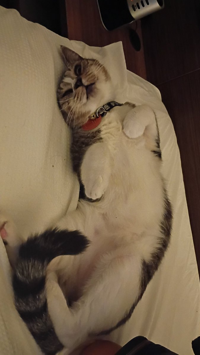 isthatmatt's tweet photo. @MyFeralNeighbor this is butter bagel, but we call her hoobee https://t.co/FOhXUXpjTx