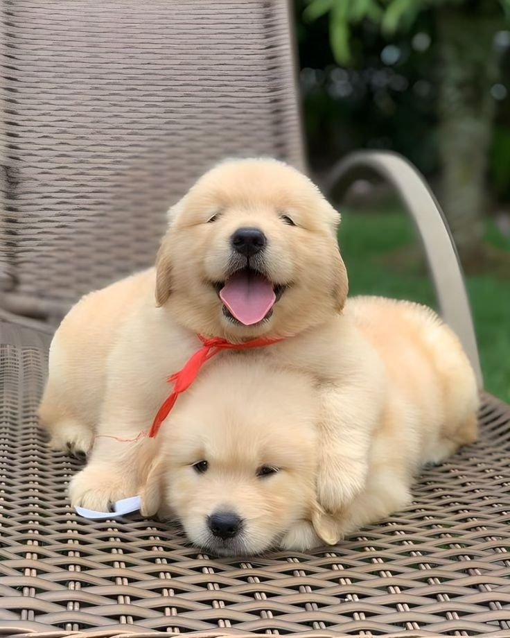 puppiesDoglover's tweet photo. So cute puppy https://t.co/S97mma3FeF
