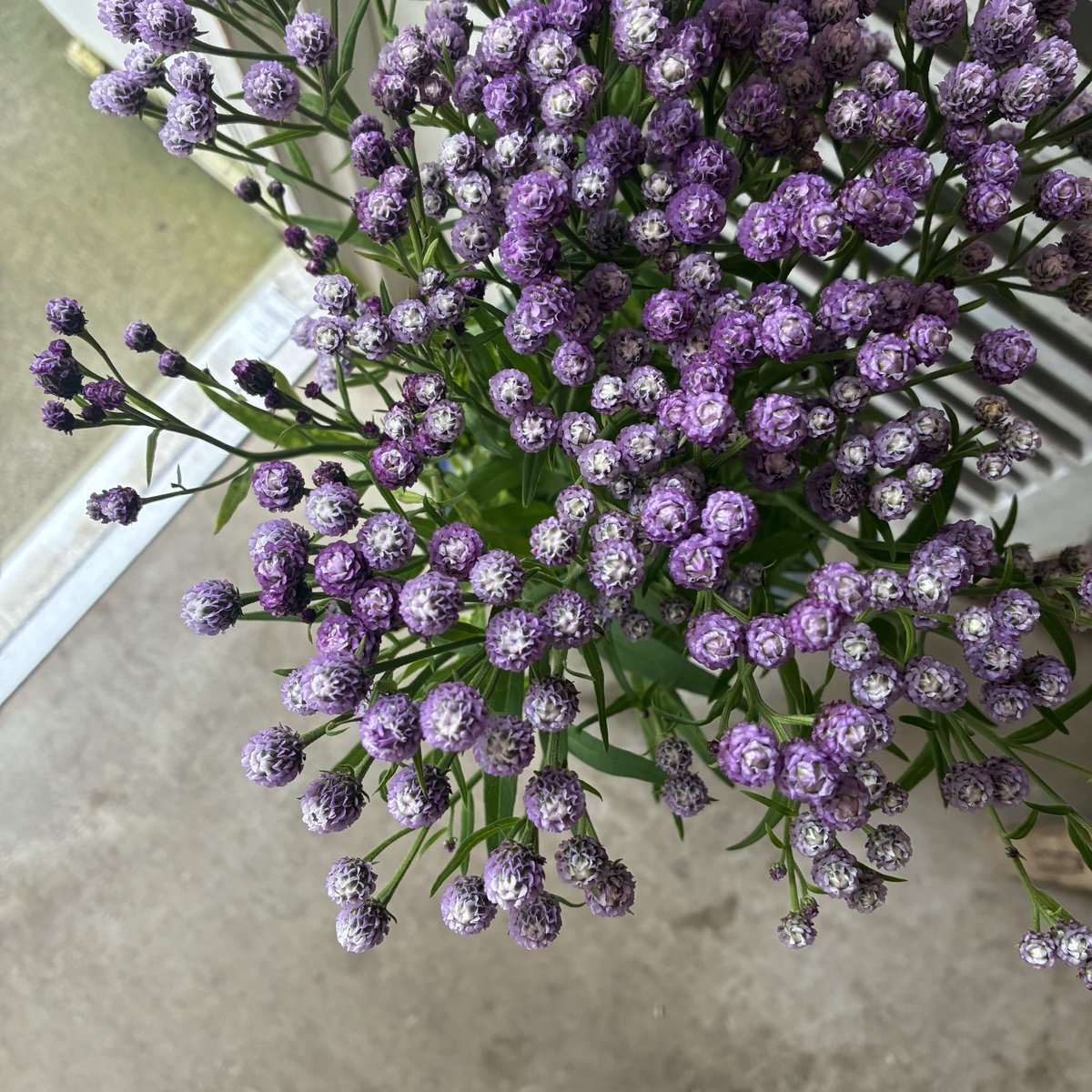 dicipeu's tweet photo. 毎日ひと花＊ヒメヒゴダイ https://t.co/lQYWg7uj31