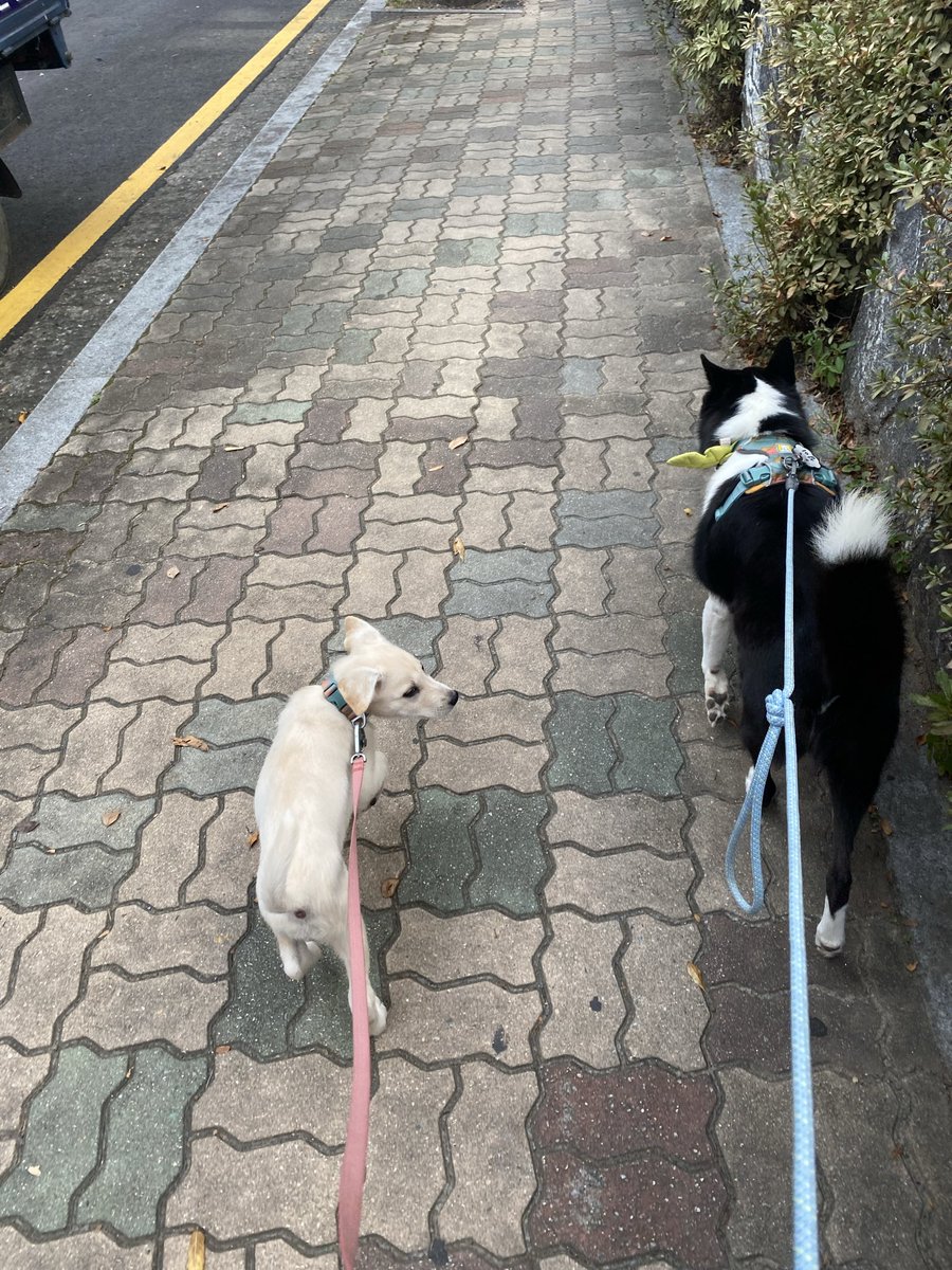 Note_YUL's tweet photo. 입양자 오실 때까지 가정에서 적극적으로 보호 및 홍보를 할 예정입니다.
보호소 인계건은 무산됐습니다.

일생을 평생 행복하게 해줄 깨송이의 입양자를 기다립니다.🐾

#입양홍보 https://t.co/vgmb0gOV4K
