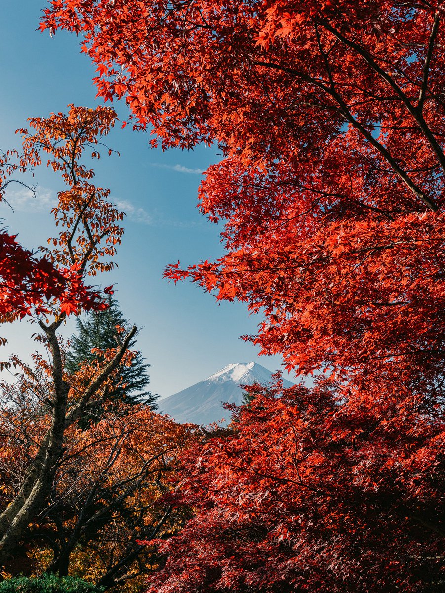 zuo_v2's tweet photo. 紅葉シーズンが待ち遠しい https://t.co/2pUnmu8eaJ