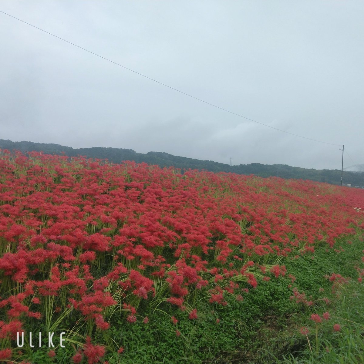 E9mOGfaX9n50604's tweet photo. おはようございます🧸🌧

彼岸花で秋のおとずれを堪能してきました🥰

２６年間維持管理🌼
👴お疲れ様でした🥺

こちらこそ感謝🙏 https://t.co/k6IHUSFQM9