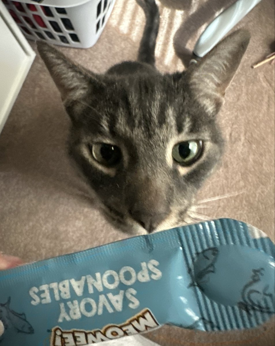 brogurted's tweet photo. he is okay that is all that matters 😸 https://t.co/q68i18bqnM