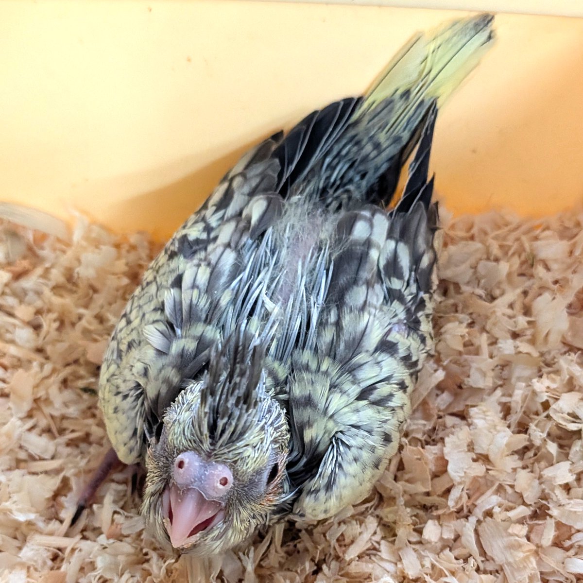 petshopkoike's tweet photo. オカメインコ（パール）入りました。 https://t.co/RGaRlIlG3i
