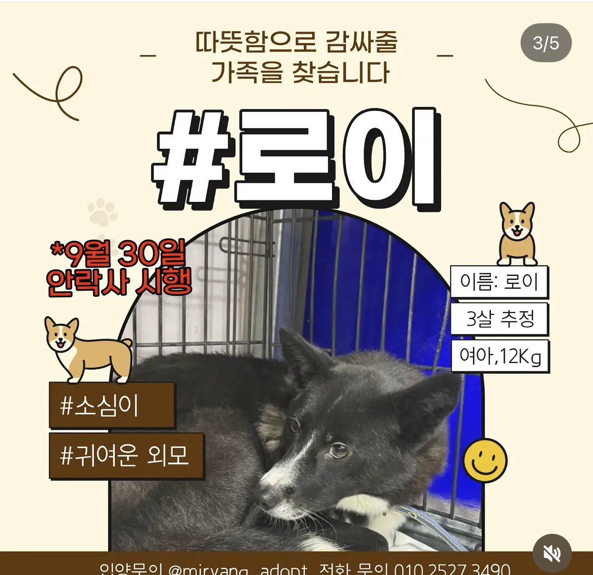 Suwoul_Seoul's tweet photo. 밀양 내일 안락사 입니다. 이제 네아이 남았습미다. 임시보호 해 주실 분 찾습니다. 입양해 주실 분도 찾습니다. 임보나 입양이 어려우시면 터치 한번으로 공유 부탁드립니다. 공유하면 살릴 수 있습니다. 더 많은 사람이 볼 수 있도록 부탁드립니다. 더이상 연장은 없다고 합니다. ㅠㅠ https://t.co/7JmXAjcrc6