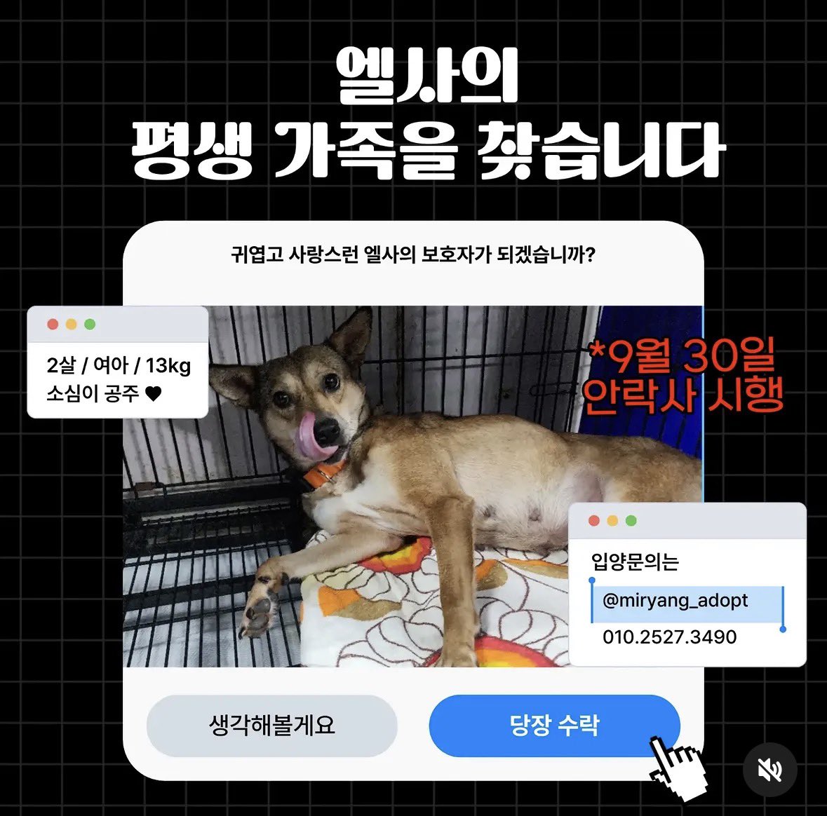 Suwoul_Seoul's tweet photo. 밀양 내일 안락사 입니다. 이제 네아이 남았습미다. 임시보호 해 주실 분 찾습니다. 입양해 주실 분도 찾습니다. 임보나 입양이 어려우시면 터치 한번으로 공유 부탁드립니다. 공유하면 살릴 수 있습니다. 더 많은 사람이 볼 수 있도록 부탁드립니다. 더이상 연장은 없다고 합니다. ㅠㅠ https://t.co/7JmXAjcrc6