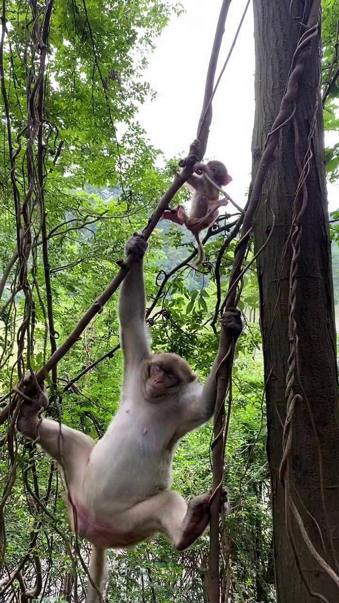 WkkIkt3WNBhv9J6's tweet photo. Today's little fun moment: A mischievous ape shows off its playful side, daring me a little with its cheeky moves! https://t.co/wUYEplI968
