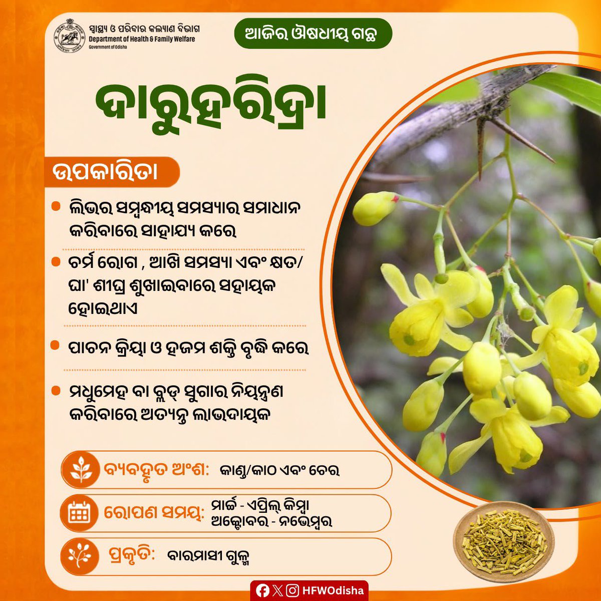 HFWOdisha's tweet photo. ପ୍ରାକୃତିକ ଔଷଧୀୟ ଗୁଣରେ ଭରପୂର 'ଦାରୁହରିଦ୍ରା' ଆମ ସ୍ୱାସ୍ଥ୍ୟ ପାଇଁ ଅତ୍ୟନ୍ତ ଲାଭଦାୟକ।ଏହା ଲିଭର ସମ୍ବନ୍ଧୀୟ ସମସ୍ୟା ଦୂର କରିବା ସହ ହଜମ ଶକ୍ତି ବୃଦ୍ଧି କରିବାରେ ବିଶେଷ ସାହାଯ୍ୟ କରେ।ଚର୍ମ ରୋଗ, ଆଖି ସମସ୍ୟା,କ୍ଷତ ଶୀଘ୍ର ଶୁଖାଇବା ଏବଂ ରକ୍ତରେ ଶର୍କରା ନିୟନ୍ତ୍ରଣ କରିବାରେ ଏହାର ଭୂମିକା ଗୁରୁତ୍ୱପୂର୍ଣ୍ଣ।

#MedicinalPlants https://t.co/E7ft4IBE3c
