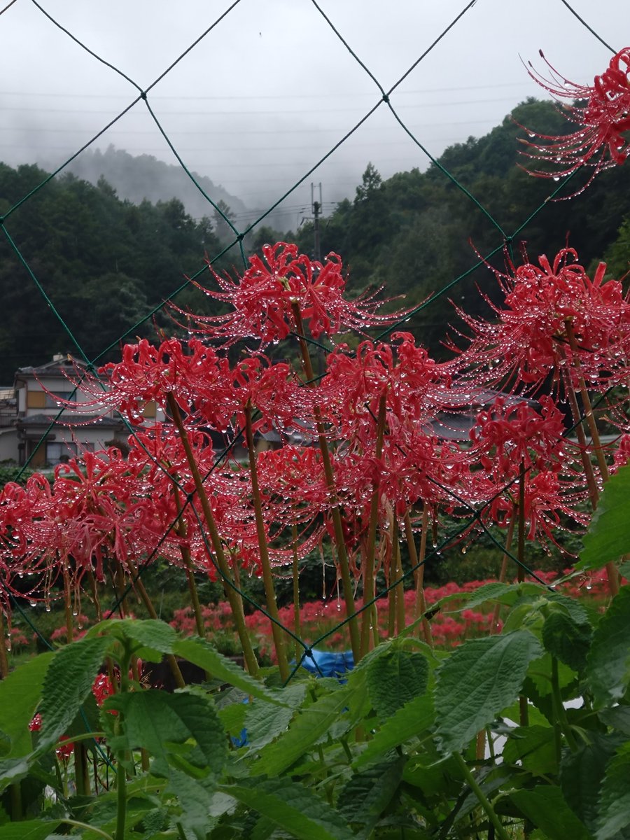 photpush's tweet photo. 滋賀ブラリ
雨の彼岸花 https://t.co/oTvSwXzWop