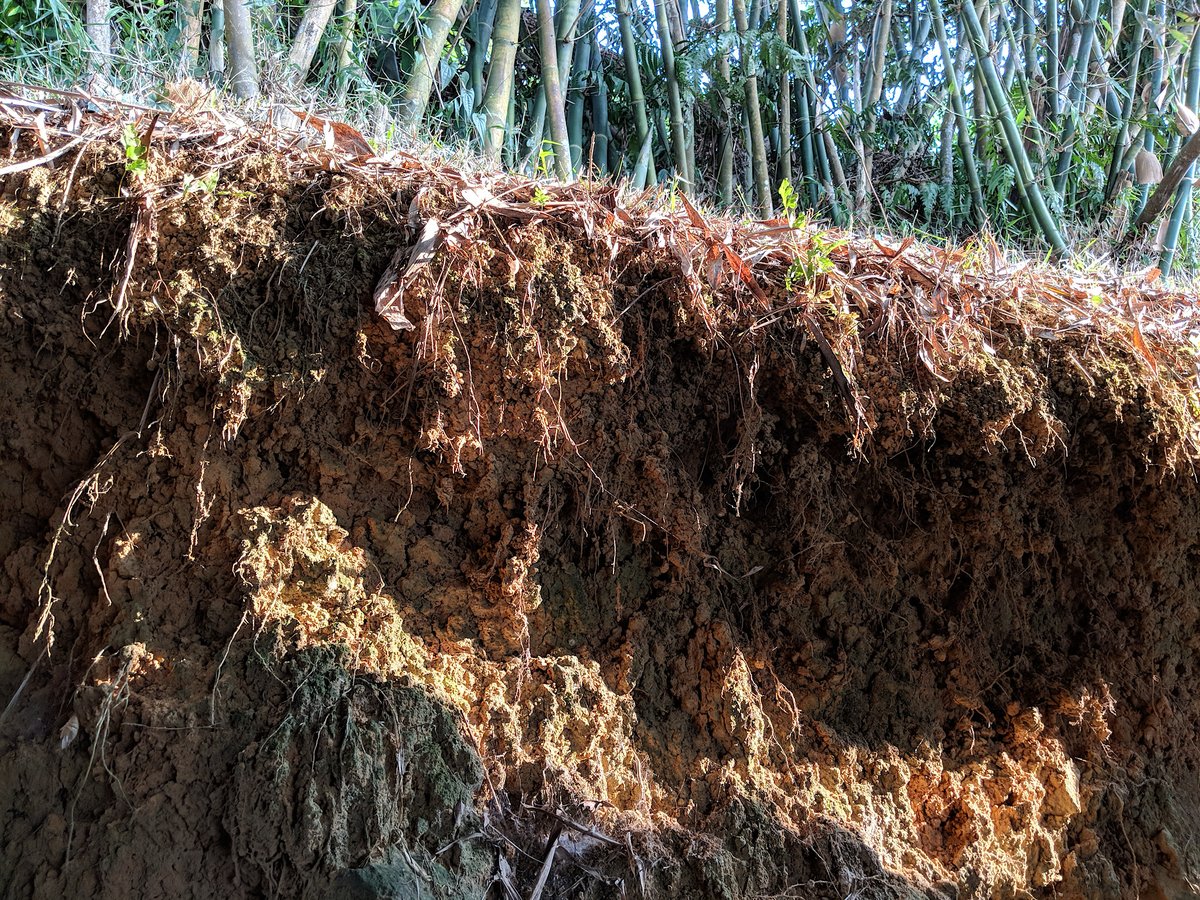 krishna953x's tweet photo. #SoilProfile #Soil #SoilPhotography #PlantRoots #Roots #ForestFloor #BambooForest #Bamboo #LeafLitter #ForestPhotography #NaturePhotography #Nature #Earth #Pixel2 #Photography #fotografia #fotografie #Photographie https://t.co/FtK0p0f1Lm