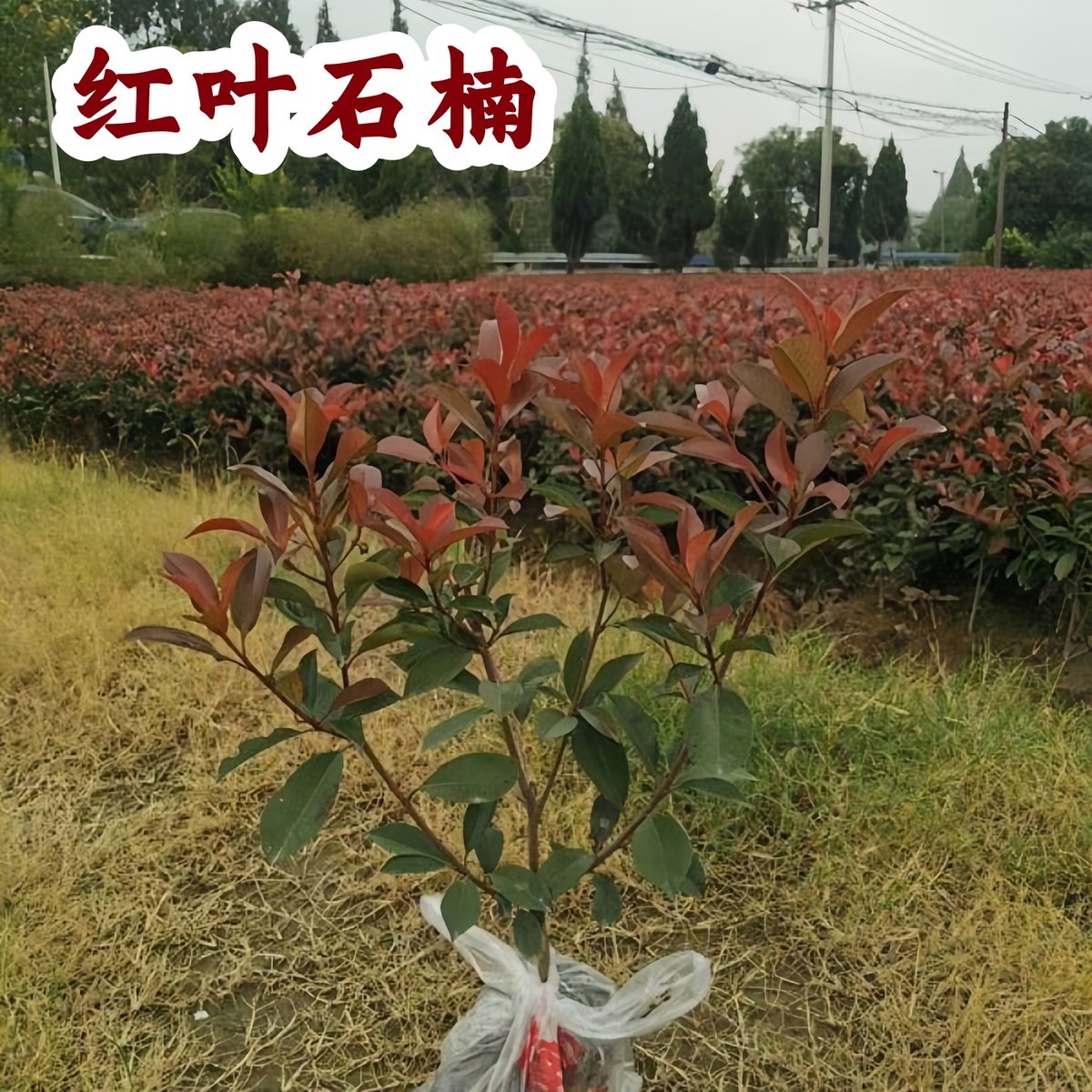 james_wire__330's tweet photo. [We actively launch land reclamation and wasteland protection projects to green more spaces!]， https://t.co/OguBI8bvnx