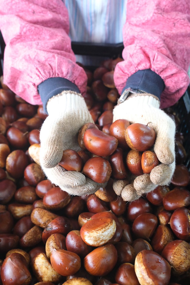 ntdshop's tweet photo. 📷いよいよ新栗収穫🌰

以前ご紹介した、中島大祥堂の直営栗園へ再び行ってきました🌿

1ヶ月前はまだ青々としていた栗の実も、あれから大きく成長しました✨

丹波の山々に囲まれた栗園で、大切に育てられている丹波栗。今年も大きく、立派な丹波栗が実っています🌰

いよいよ収穫も始まり、今年の丹波栗が皆さまのもとへ届く季節がやってきました✨
新栗を使ったお菓子も、まもなく登場予定です。
どうぞお楽しみに😌

#中島大祥堂 #栗 #秋の味覚 #丹波 #新栗