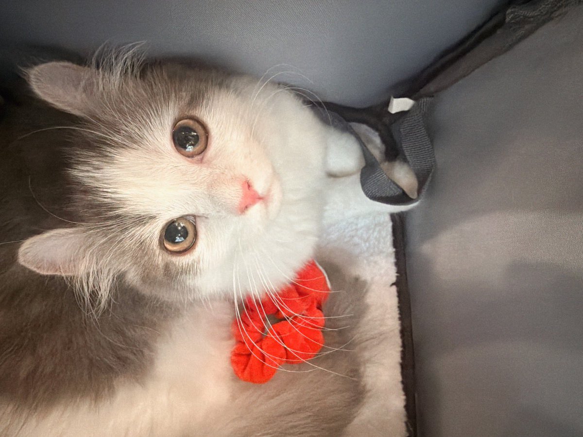 kiyo_keyboard's tweet photo. イスで寝落ちしてて、夢で逃げ回るぽて(猫)をやっとの思いで抱えて「もう逃げたらあかんで」って撫でてるとこで目が覚めたら自分のおなか撫でてた
驚きです

予防接種がんばったぽてです https://t.co/KIqJIpljhb