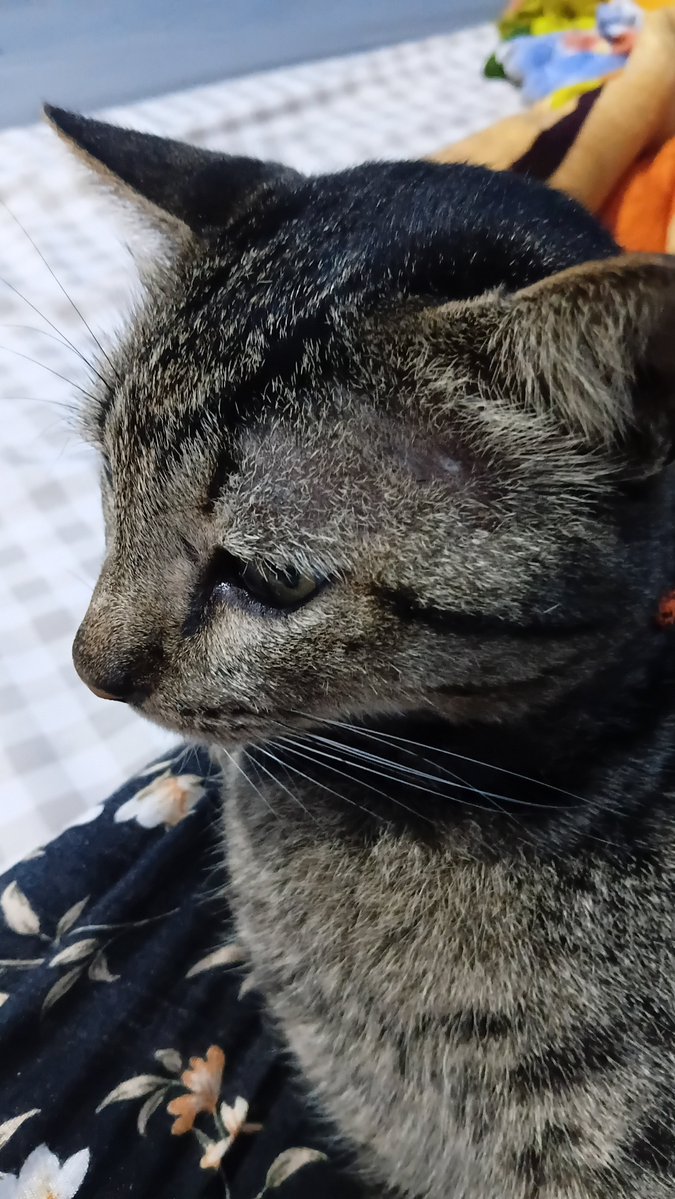 amianza06's tweet photo. Di deket matanya luka, di pelipisnya juga luka. Gara2 berantem sama kucing liar yg lewat depan rumah 😅 https://t.co/8Z0mzTX0gn