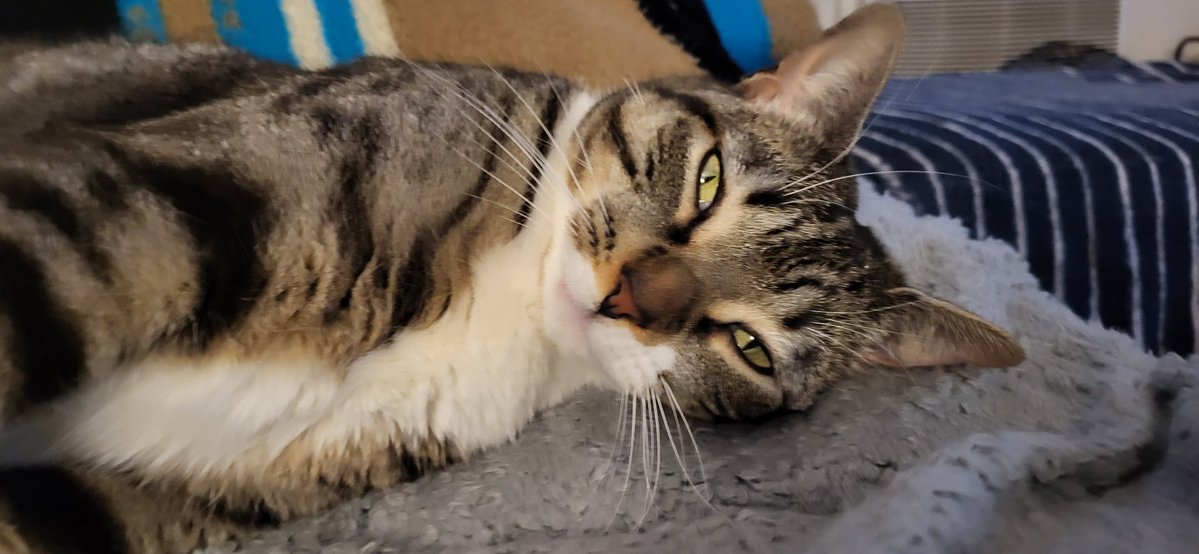 SalamanticZane's tweet photo. My pet tatari is my gray tabby Siren! Originally she was named for getting a cop to use his siren to keep people from hitting her, but now she's like the mythic siren who uses her charm to lure you right in before nibbling your hand 😊

#FromPetToTatari #ClashOfCritters https://t.co/1vPhWOcPLs
