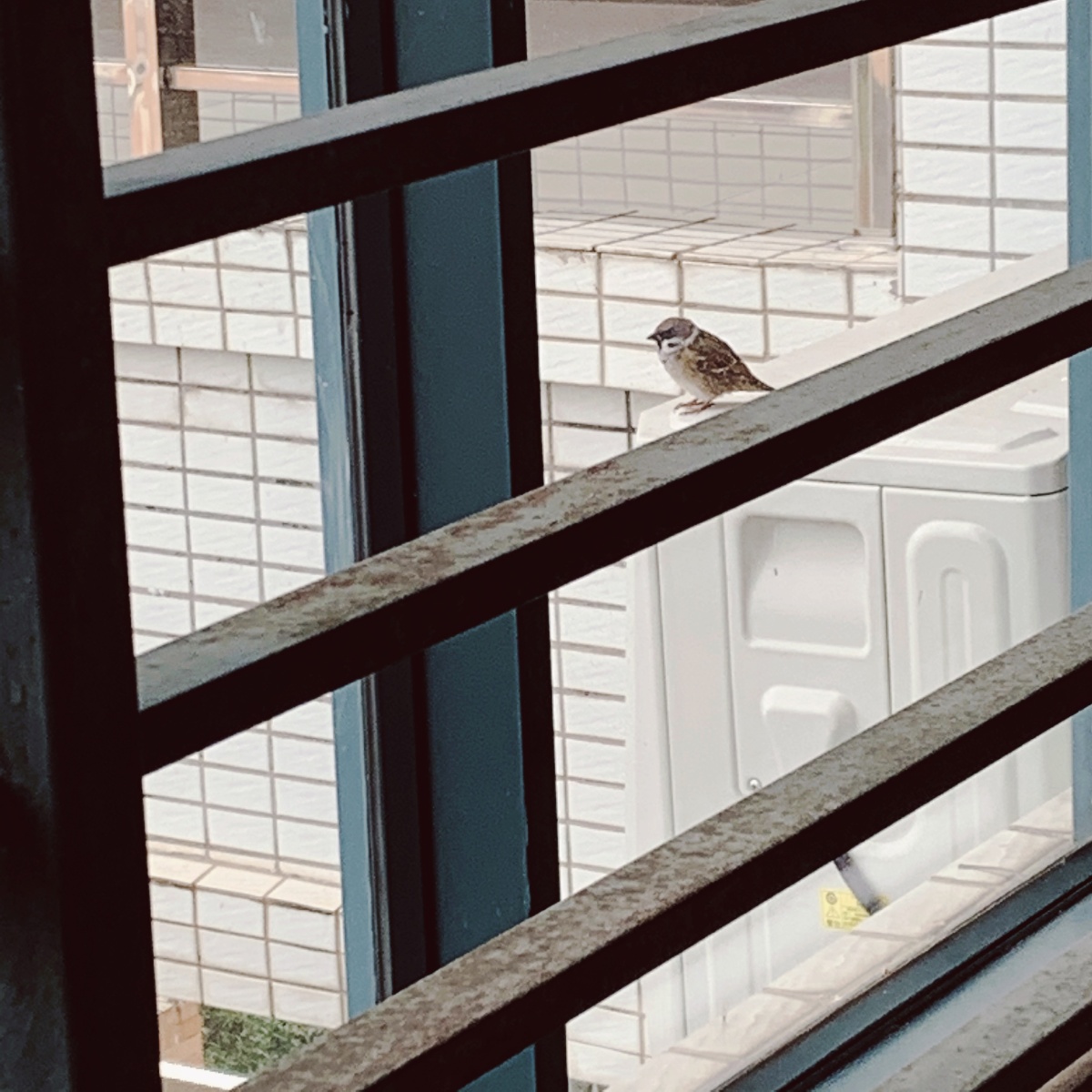 RobbyGencarelli's tweet photo. Just watched 3 birds take turns fighting over a french fry for 10 mins. My work deadline can wait. , https://t.co/EQMjXKuYRy
