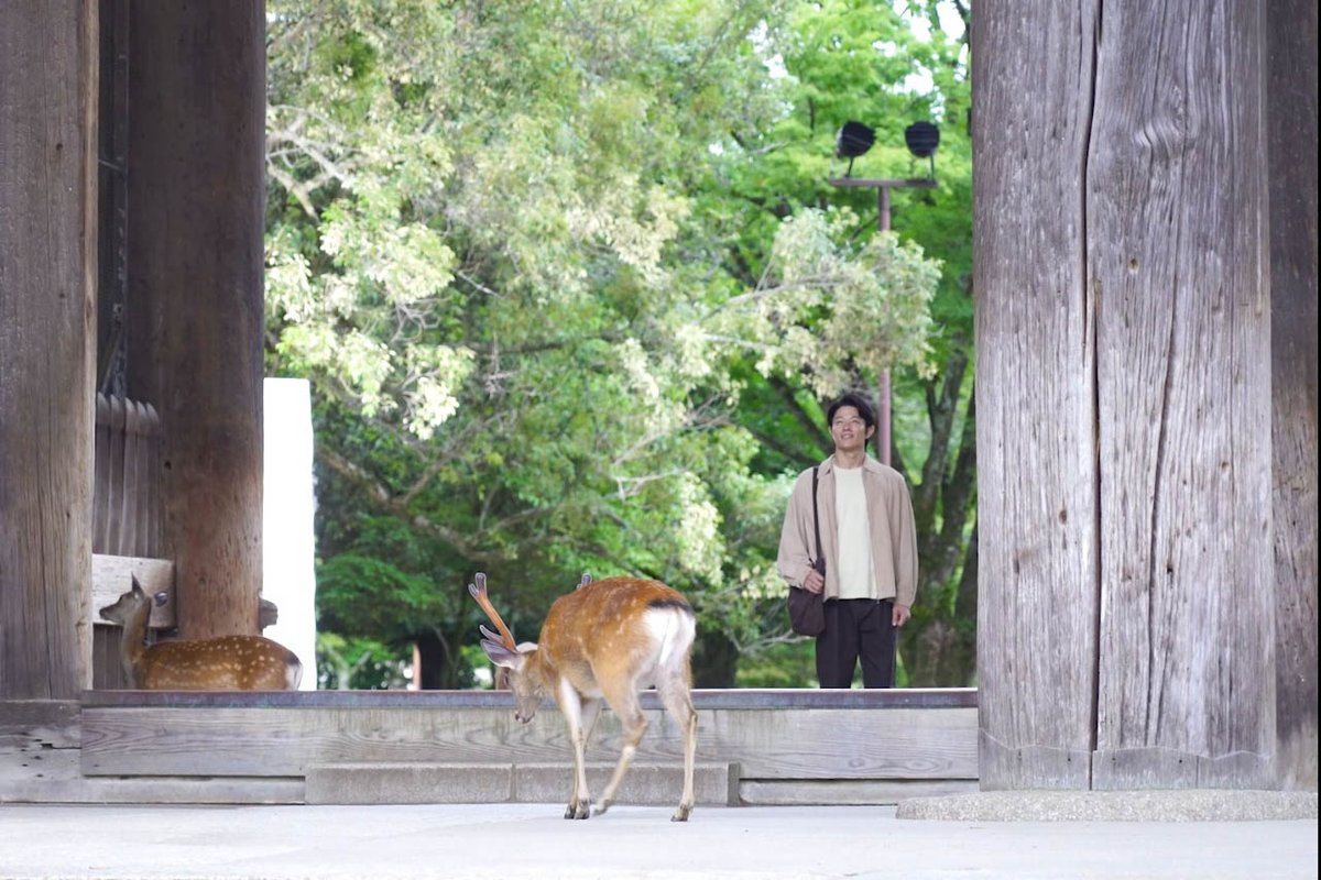 nara_cjr's tweet photo. ／
“いざいざ”感に胸が高鳴る！
「東大寺 南大門」
＼

鈴木亮平さんの「いざ、いざ、〇〇〇」というキャッチフレーズでおなじみの、CMオープニングシーンの撮影です。

早朝の南大門。

鈴木さんが門をくぐろうとすると、それを出迎えるように、鹿さんがトコトコ近づいてきました。

まるで旅の始まりを歓迎してくれているかのようです。

今回は、「いざ、いざ、東大寺」。

旅ごころをくすぐる鈴木さんのさわやかな声が、朝一番の南大門に響きました。

広大な境内は見どころに溢れており、訪れるたびに新たな発見があります。

変わらないのに、変わって見える。

そんな東大寺の魅力を、ぜひ現地で感じてみてください。

📸1枚目：鹿さんも鈴木さんに興味津々？
📸2枚目：東大寺南大門（国宝）

#鈴木亮平 さん #東大寺 #世界遺産 #国宝 #いざいざ奈良