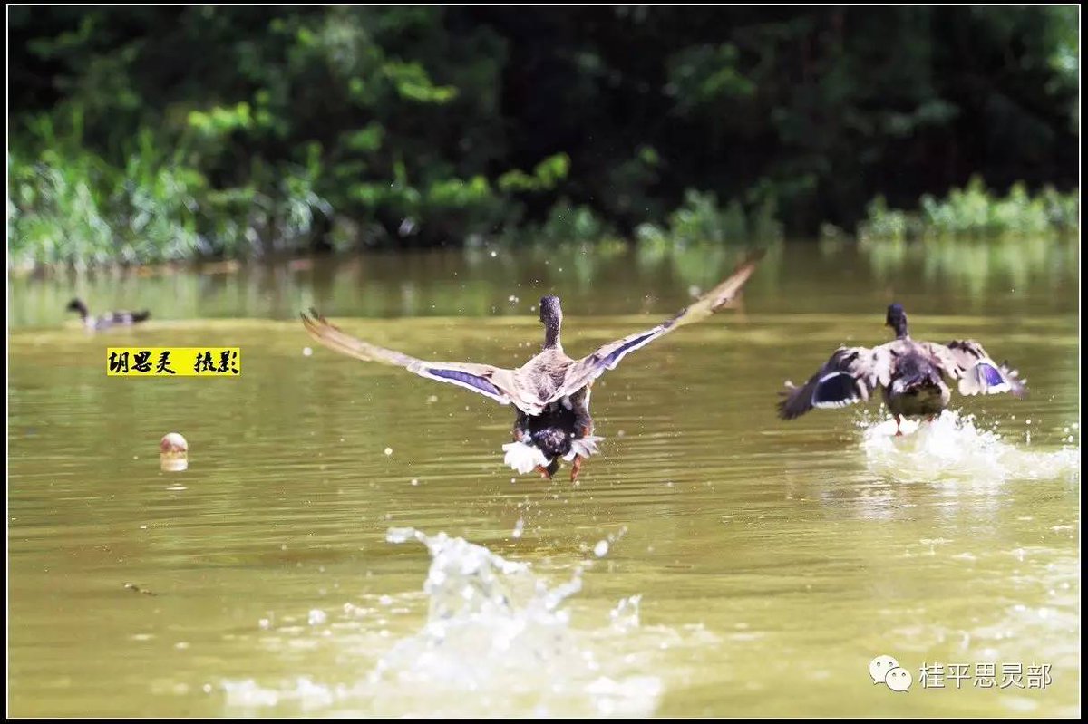 ysl97960077's tweet photo. Take a brisk step, the boxer lets out a fierce "si" yell, a duck quacks nearby, and the crowd surges with excitement! https://t.co/OQkl7T9kgL