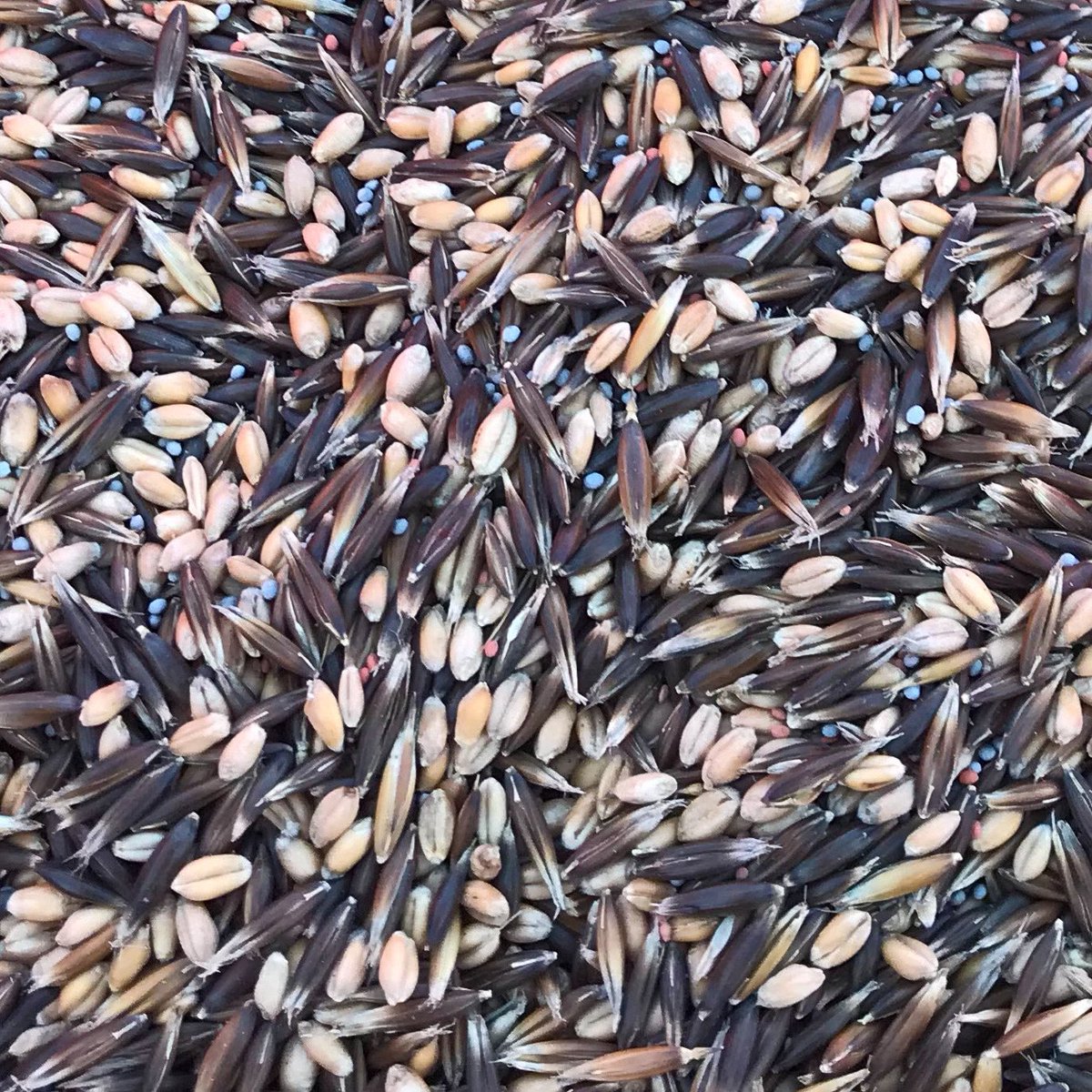 MStateCorn's tweet photo. Cover crop seed doesn’t have to be confusing. There are basically three types of species that serve various roles.

✔️Cereal grains stabilize soil
✔️ Legumes fix nitrogen
✔️ Brassicas produce tubers

A key is to use a suitable legume. Berseem or Persian clover thrive in wet soil. https://t.co/pv0F3jtiM6