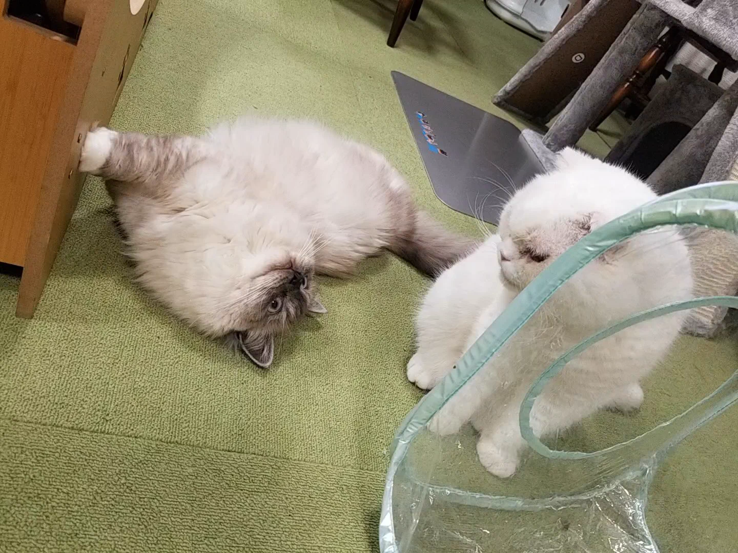 ねこカフェ 猫八＆キャットホテル猫八 on X: 