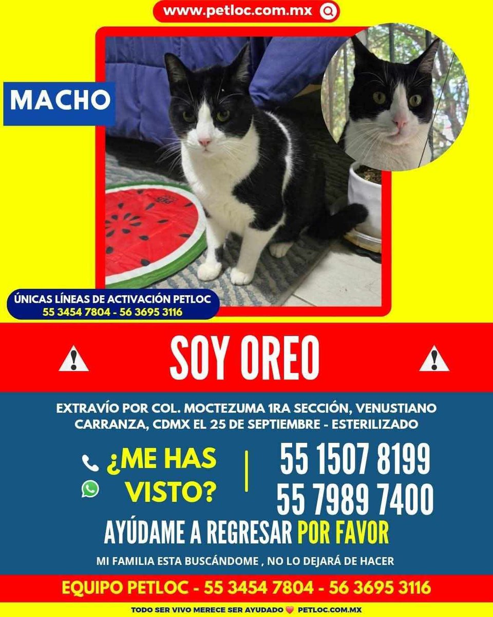 MascotaCoyoacan's tweet photo. SE BUSCA a Oreo, gatito blanco y negro,  en col. Moctezuma 1ª sección, Venustiano Carranza, CDMX.

Por favor, compartan para que regrese a casa! 

Contacto a los números del cartel. https://t.co/WrKLv3q6jk