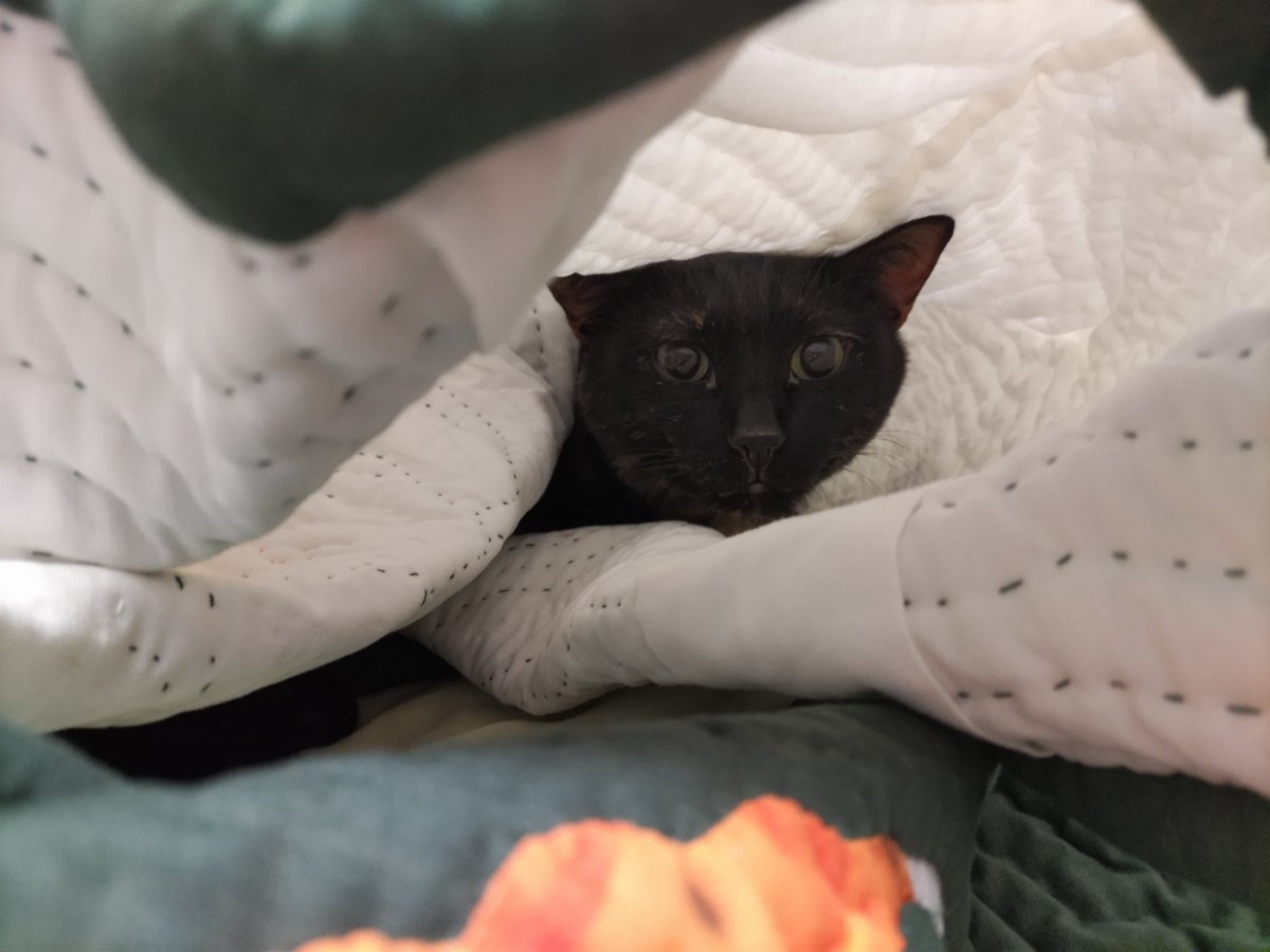 bluelotus325's tweet photo. 昨日から私のベッドカバー内に潜り込むブームが始まったピース嬢。猫が全く見えていない状況（３枚目）で写真を撮ったら、シャッター音に「にゃ〜ん😺」とお返事がありました😂（中にいることがバレバレなピース嬢（笑）） https://t.co/LjvvC9glSV