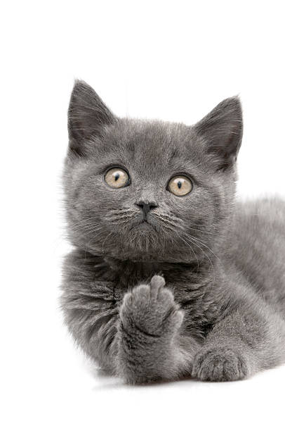 IdellDdn2f's tweet photo. 春になると白川郷の田んぼが荘厳な色に変わる。 https://t.co/1PSIyKHPok