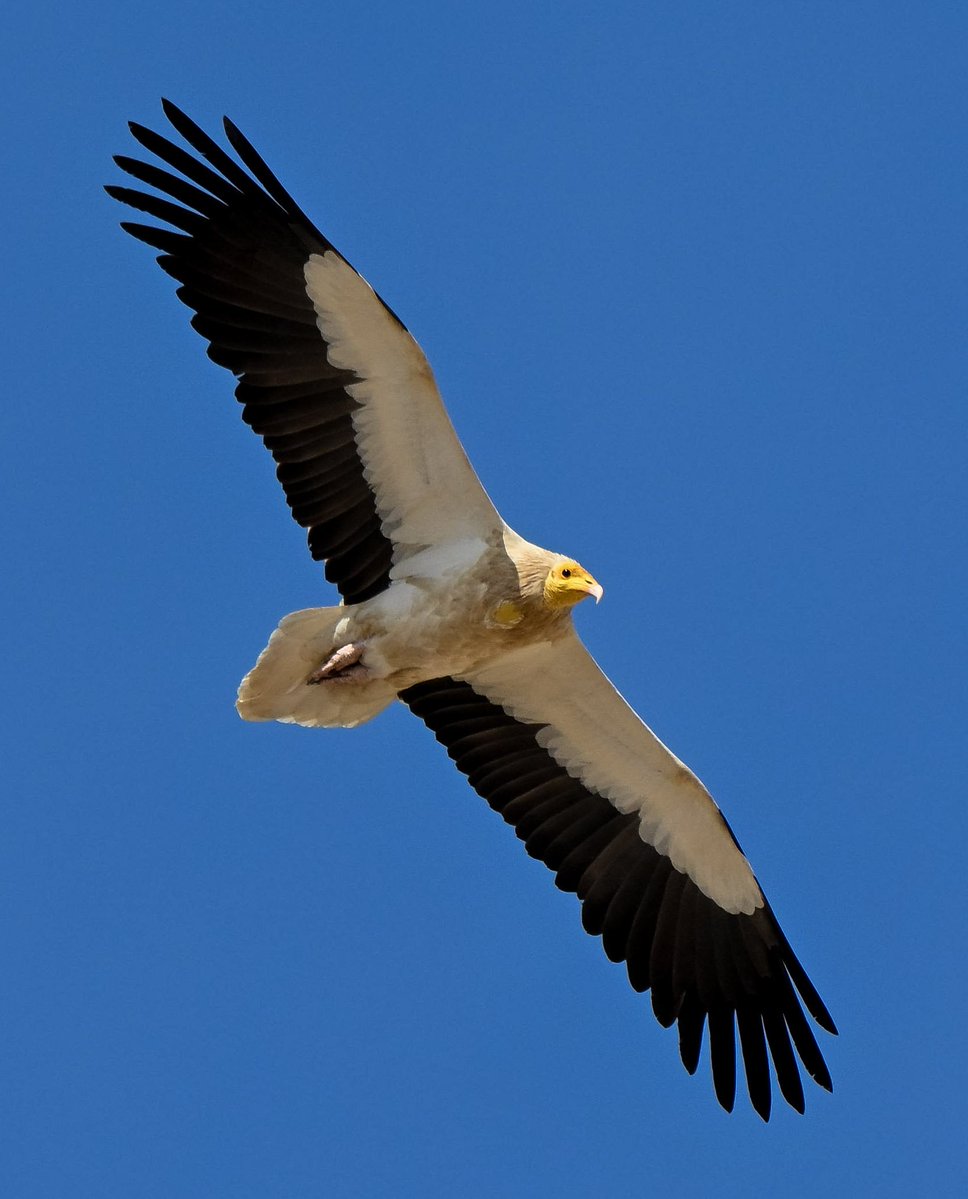 pssudaykiran's tweet photo. Egyptian Vulture
#IndiAves #dailypic #ThePhotoHour #nature #nikonphotography #nikonindia #nikonz50ii #natgeoindia #BBCWildlifePOTD #birds #birding #BirdsSeenIn2026 #TwitterNatureCommunity #birdphotography #hobby @IndiAves @ThePhotoHour @NikonIndia @NatGeoIndia @AMAZlNGNATURE https://t.co/C3897AWC3o