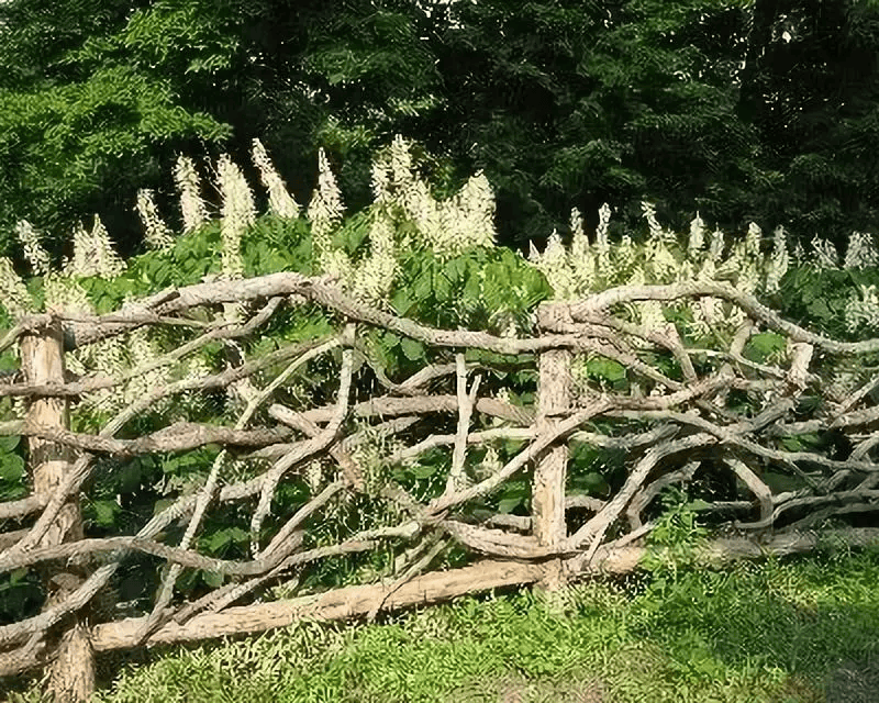 kb_joker_in's tweet photo. [The fence's tone shifted, carrying quiet notes of the garden's secret every breeze whispers]， https://t.co/anG8ACYknZ