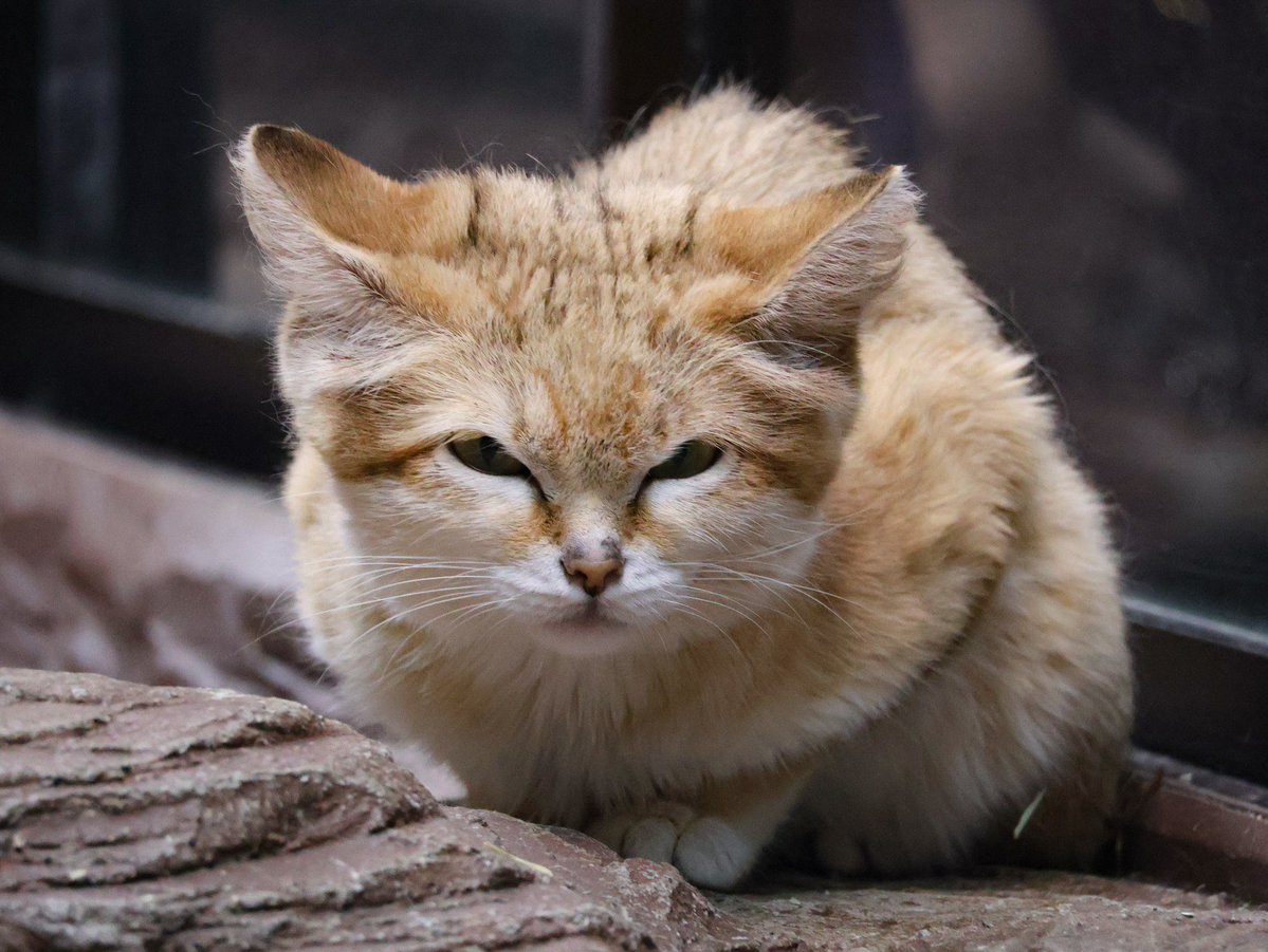 suna_manuru's tweet photo. ヤシュくん🐾
イカ(火)ようびでスナ😸ฅ
📷:2026.8
#スナネコ #ヤシュ
#那須どうぶつ王国
#保全の森 #sandcat
#nasuanimalkingdom https://t.co/BtHONQjQyO