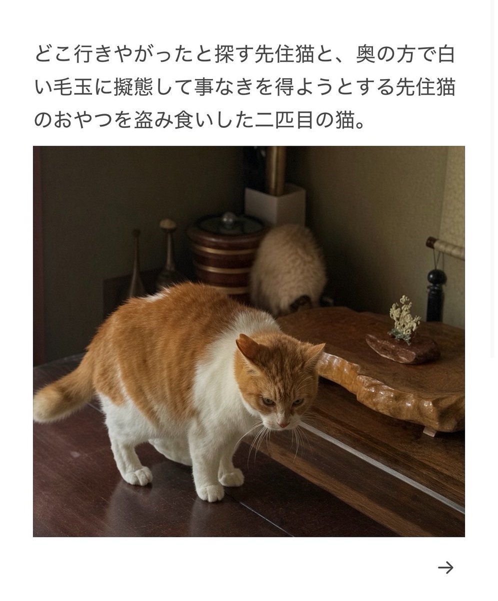 yalalalalalala's tweet photo. 【多頭飼いの猫の行動の注意】 https://t.co/T0zl8NyIws