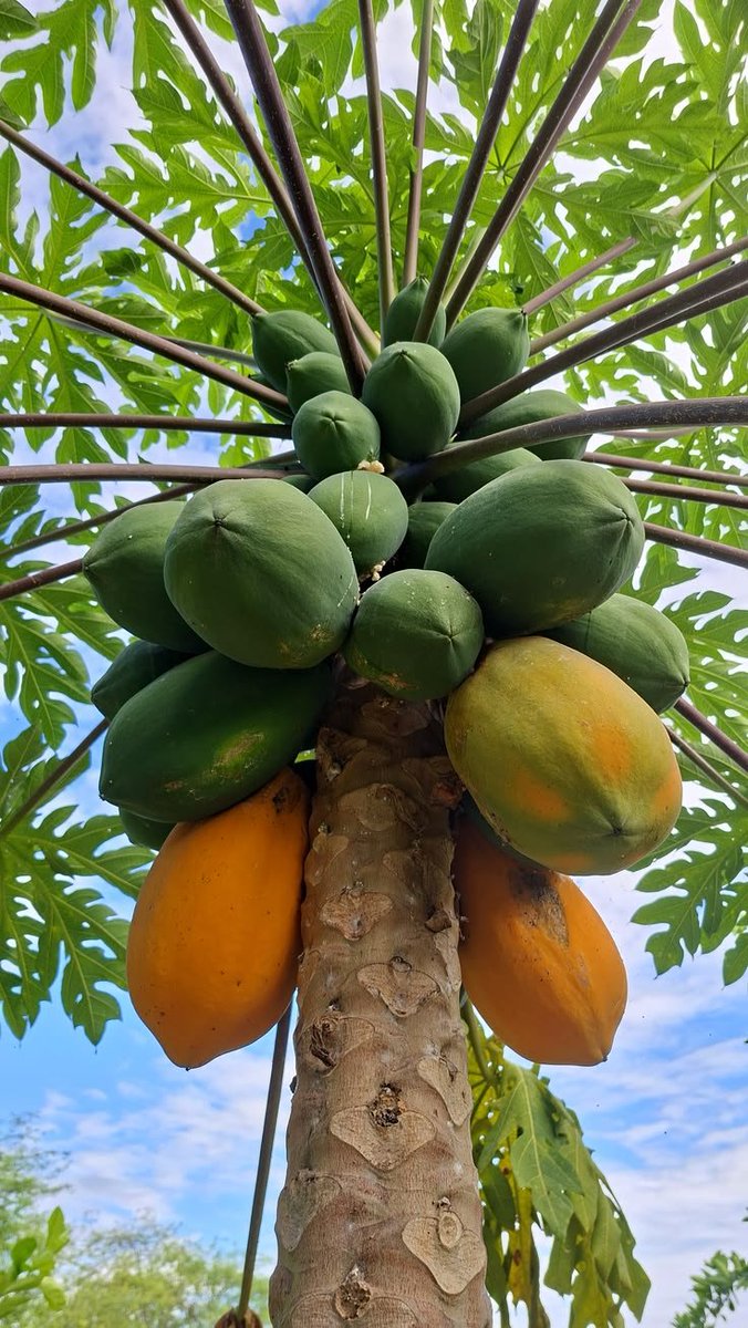 encarni18717487's tweet photo. 🍊 Đu đủ chín mọng, màu cam bắt mắt, thêm một ly nước đu đủ mát lành cho ngày mới.rất tốt cho sức khoẻ 

☀️ Sáng nay bạn thích ăn đu đủ hay uống nước ép? https://t.co/G5WShv8l8y
