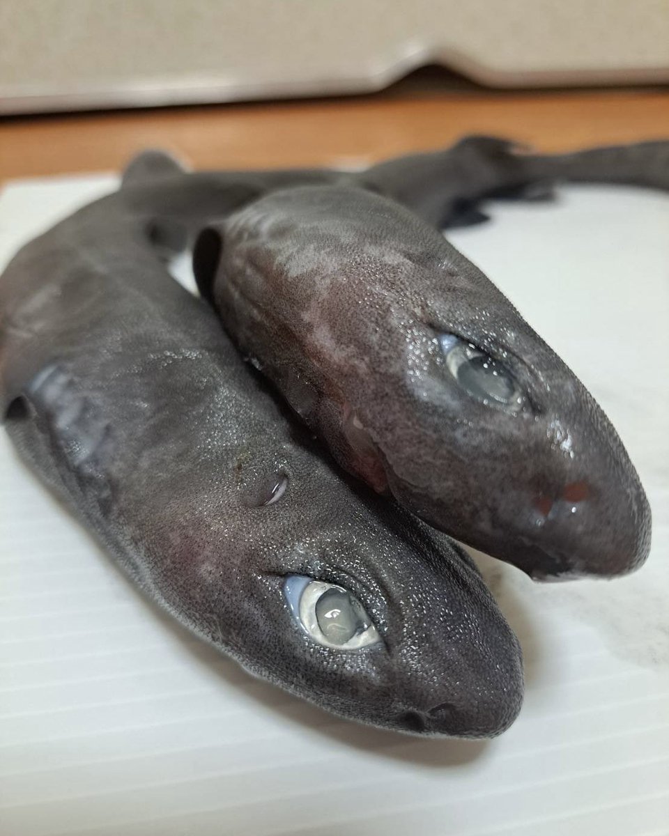 samemi_mhs's tweet photo. ヨロイザメって個体によって顔つきが全然違う🦈
並ぶとさらにわかりやすい✨ https://t.co/FrDKlwKB5n