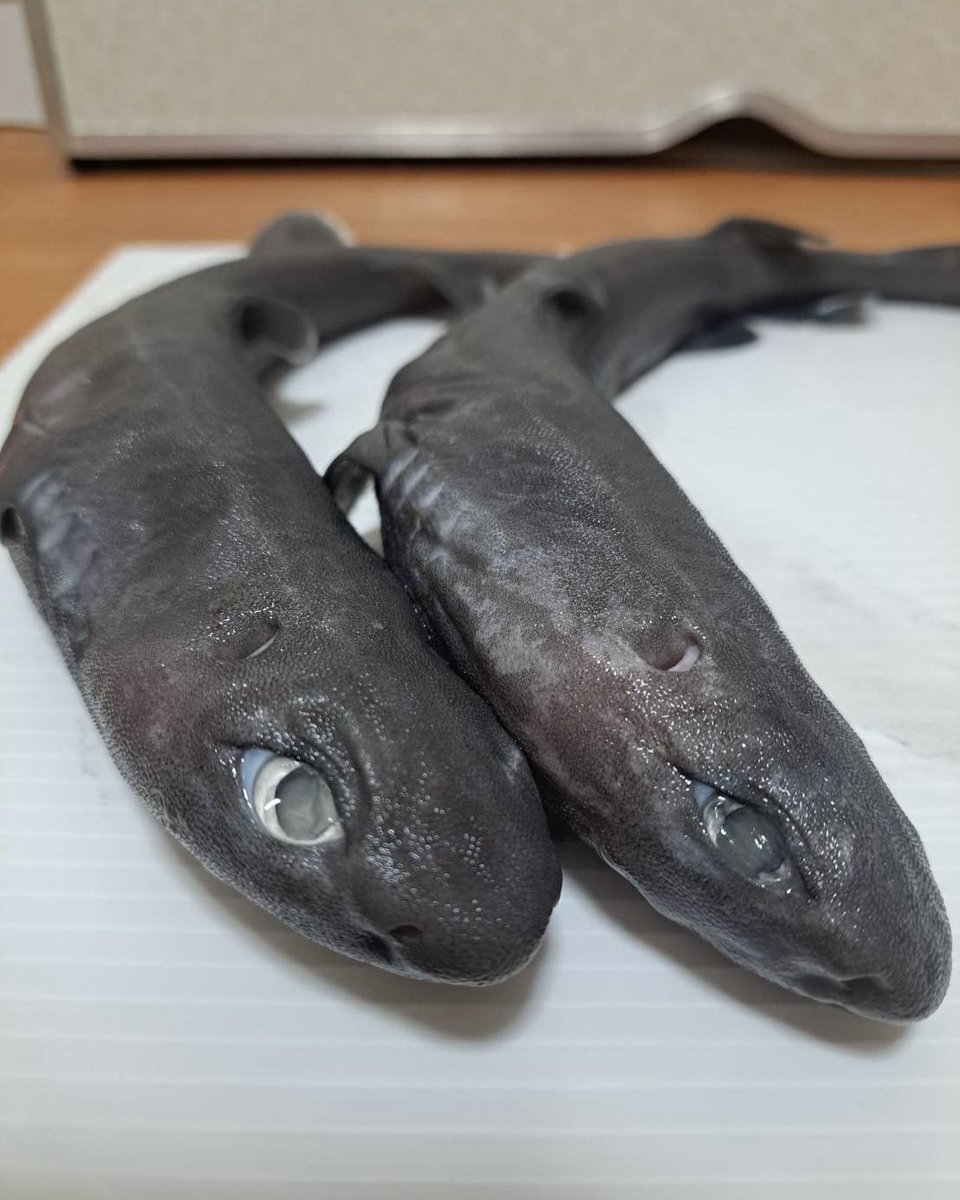 samemi_mhs's tweet photo. ヨロイザメって個体によって顔つきが全然違う🦈
並ぶとさらにわかりやすい✨ https://t.co/FrDKlwKB5n