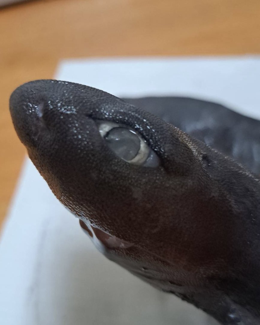 samemi_mhs's tweet photo. ヨロイザメって個体によって顔つきが全然違う🦈
並ぶとさらにわかりやすい✨ https://t.co/FrDKlwKB5n