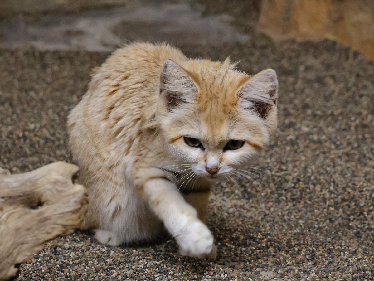 suna_manuru's tweet photo. ジャミちゃん🐾
📷:2026.9
#スナネコ #ジャミール
#那須どうぶつ王国
#保全の森 #sandcat
#nasuanimalkingdom https://t.co/Htoix0PNfg