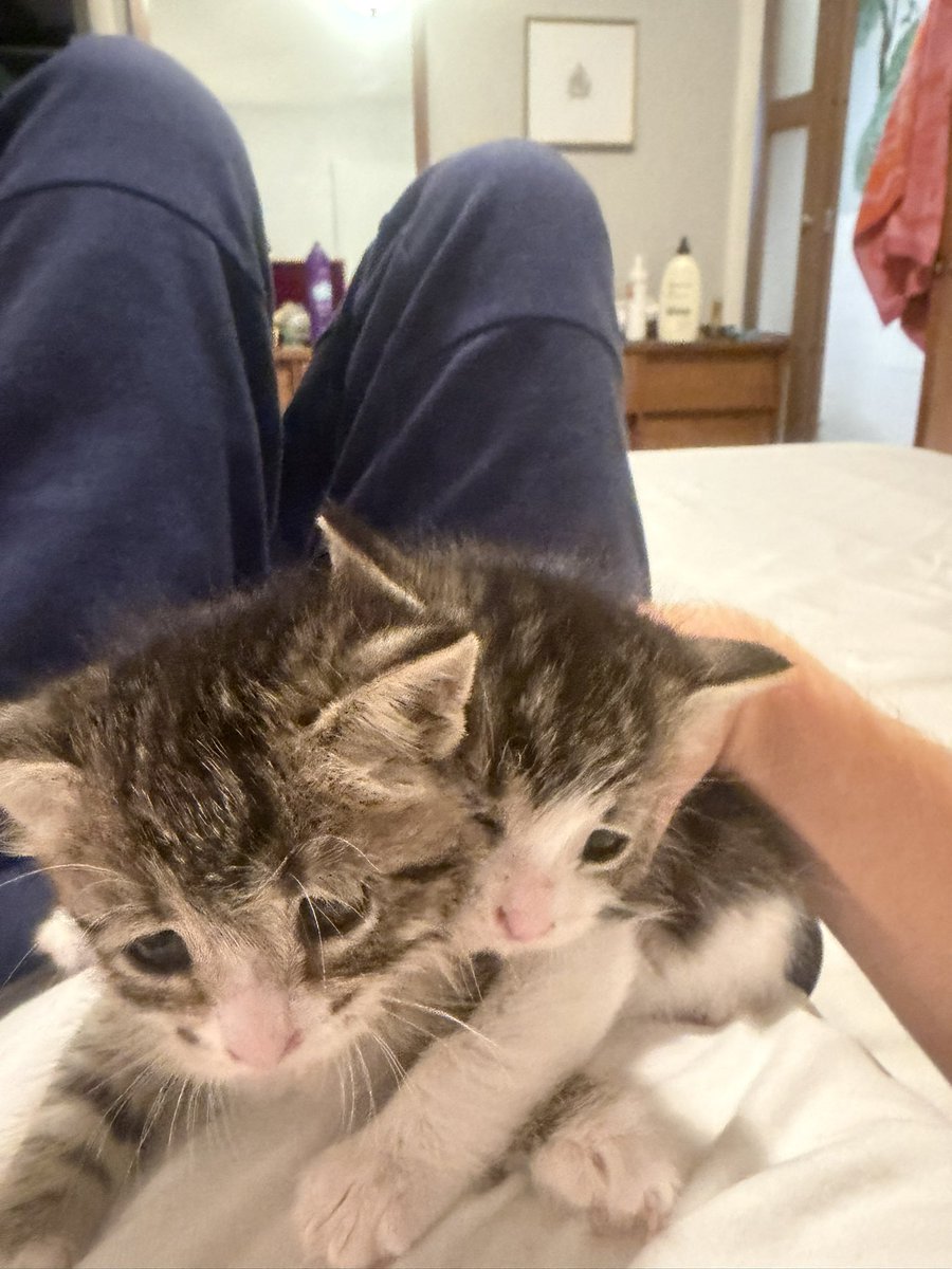 JazzfanJustin's tweet photo. Someone dumped kittens on our property and anyway, I guess we have three cats now. Meet Hershey and Marshmallow. https://t.co/Eow6abtmz5
