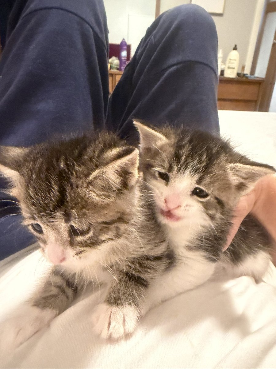 JazzfanJustin's tweet photo. Someone dumped kittens on our property and anyway, I guess we have three cats now. Meet Hershey and Marshmallow. https://t.co/Eow6abtmz5