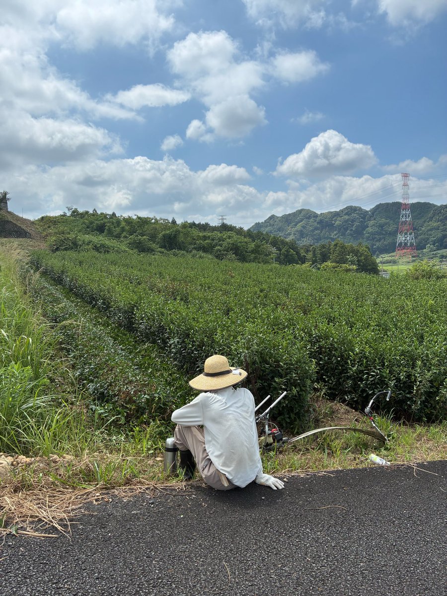 ochafarm's tweet photo. 🍃✂️🍵
「来年の新茶に備えての作業だよ」
この前新茶作業が終わったと思ったんですけどね。お茶屋さんは来年の新茶に向けて作業しています。

来年の新茶のために表面を平らに刈り揃えます。通称［慣らし］。

ちなみにこのお茶畑。
お隣のお茶農家さんが「うちの茶畑もぜひ使ってほしい」とのことで育て始めて3年となりました。来年の新茶から無農薬茶として皆さんにお届けできます🍵🆕
「初芽」か「もえぎ」になるもよう。今から楽しみです😌おいしくなあれ！

-------
いつもご注文・ご来店・励ましのメッセージやお手紙ありがとうございます！

#無農薬茶 #オーガニック #緑茶 #紅茶 #ほうじ茶